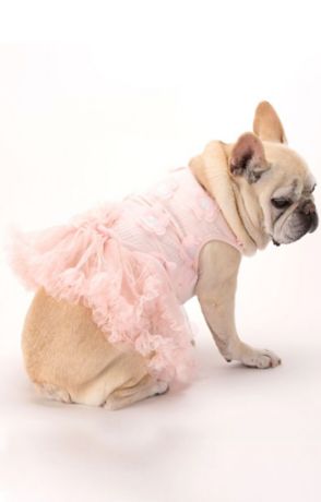 dog flower girl ideas