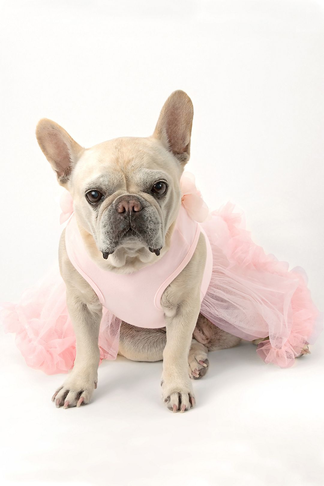 Sweet Floral Trimmed Pink Dog Dress Image 2