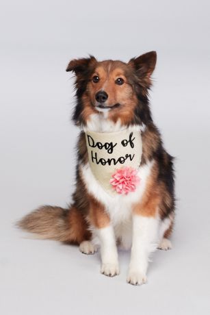 dog of honor wedding bandana