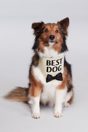 dog black tie