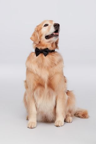 dog bow ties for weddings