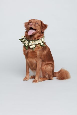 dog bridal collar